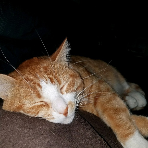 Meet your Posher, Laura - Picture 1 of 1